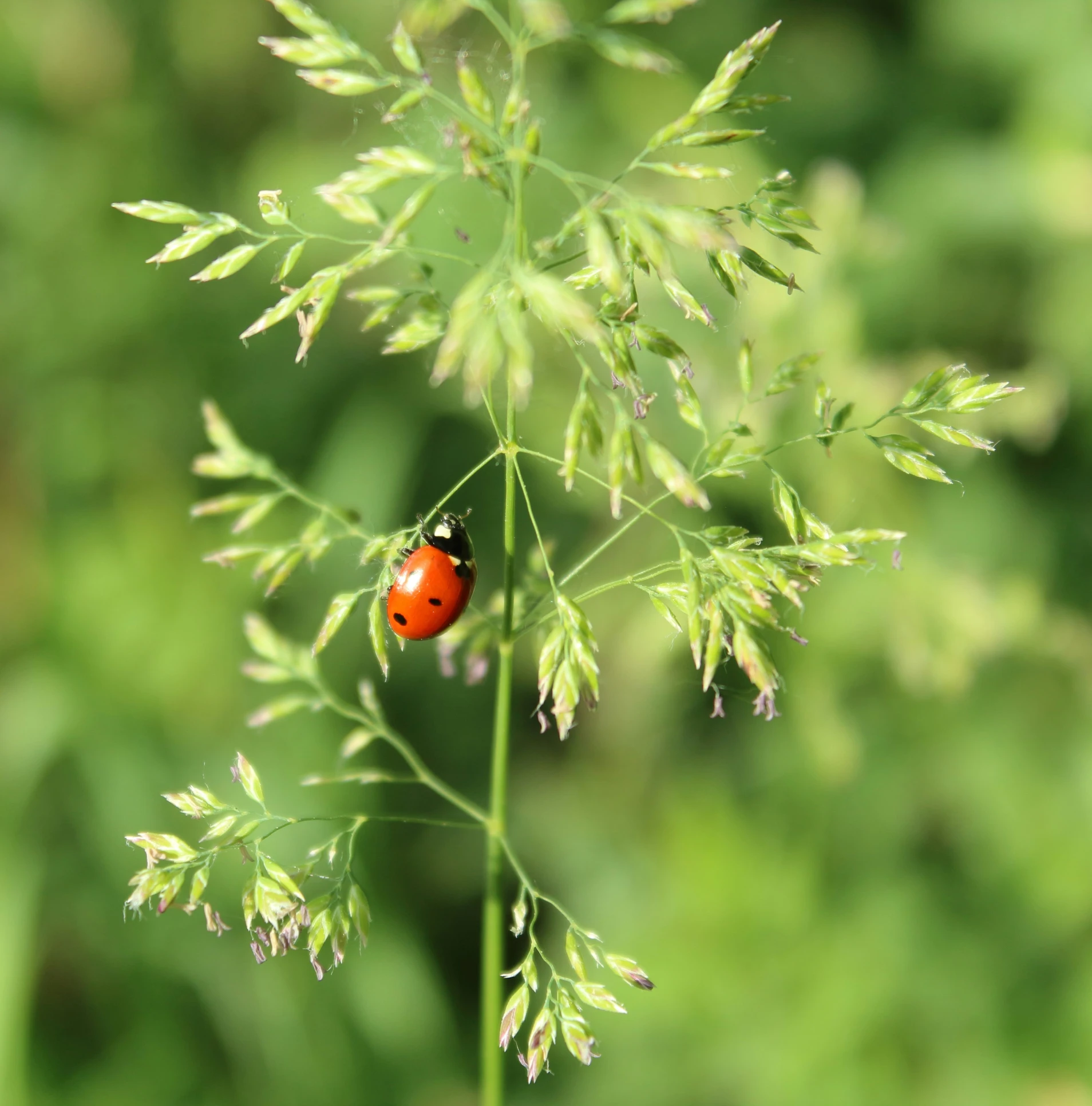 a red ladybird sitting on top of a green plant