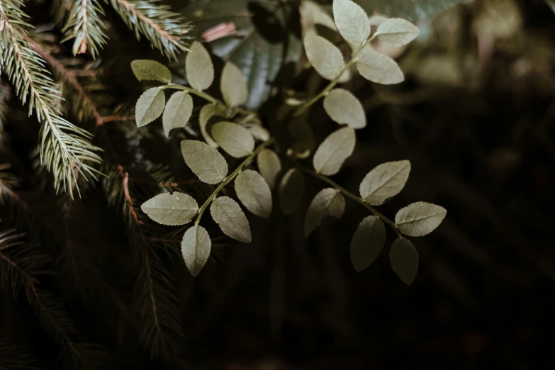 close up image of pine tree leaves showing the green and brown coloring