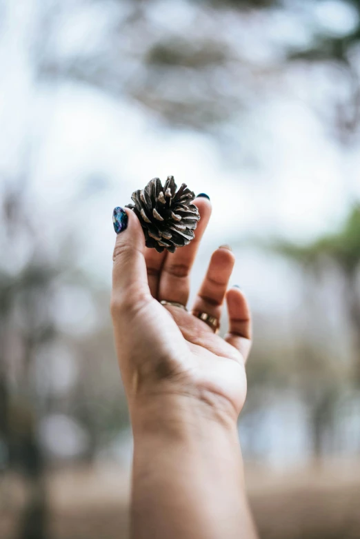 someone holding out a pine cone in their right hand