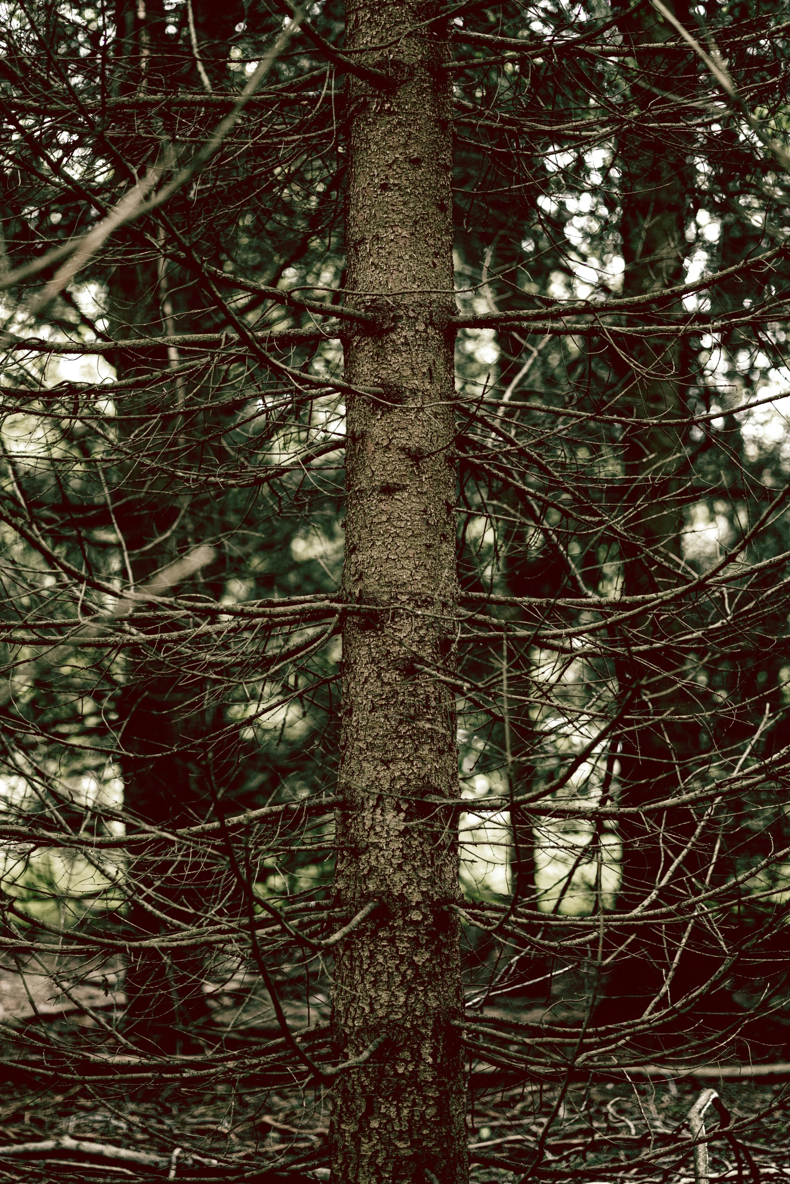 a small pine tree with lots of nches