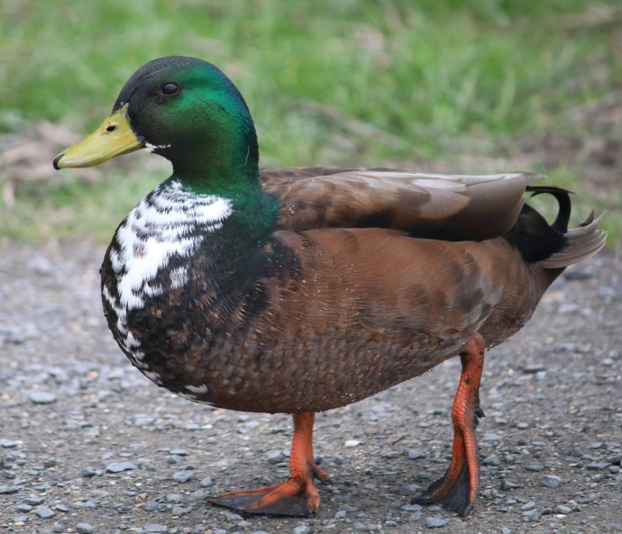 a close up of a duck on a pebble field