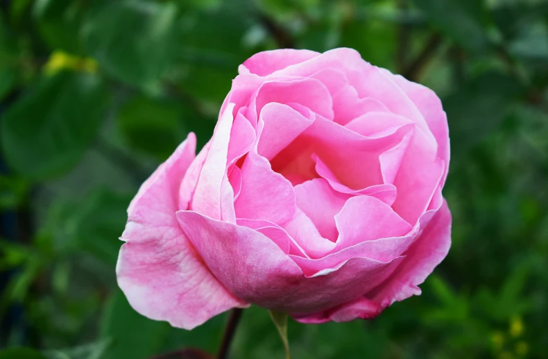 a close up of a pink rose blooming outside