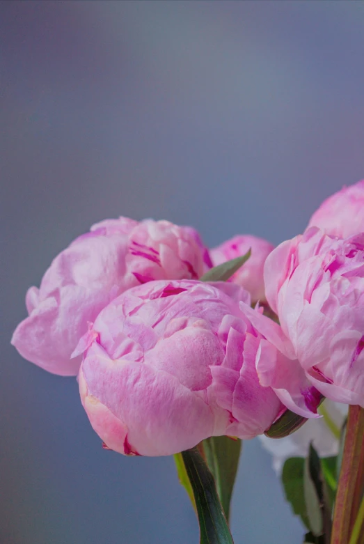 a bunch of pink flowers in a glass vase