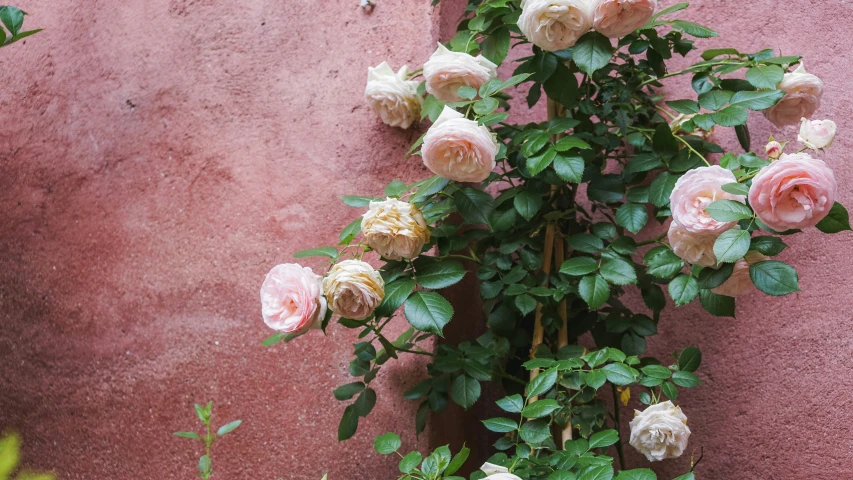 an outdoor plant with white, pink and yellow flowers