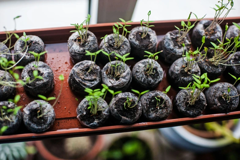 a variety of plants that are sitting in the soil