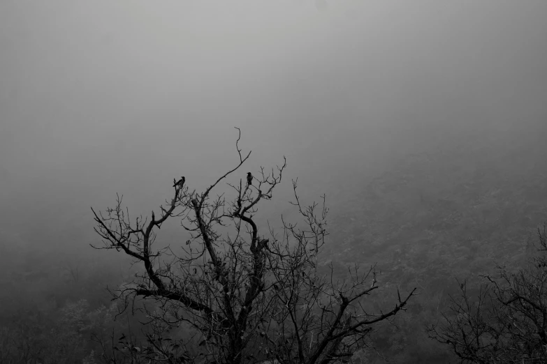 a bird is sitting on a tree in the fog