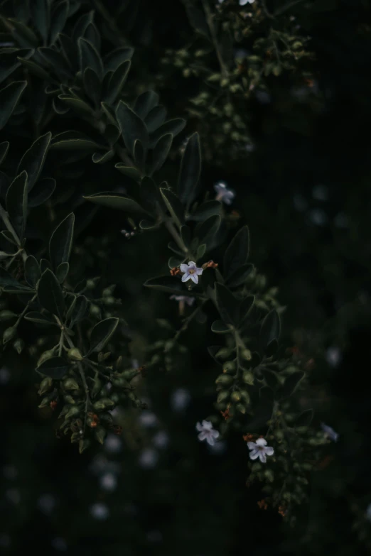 small white flowers hang from the leaves on a nch