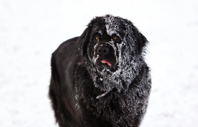 the black dog has snow on its fur
