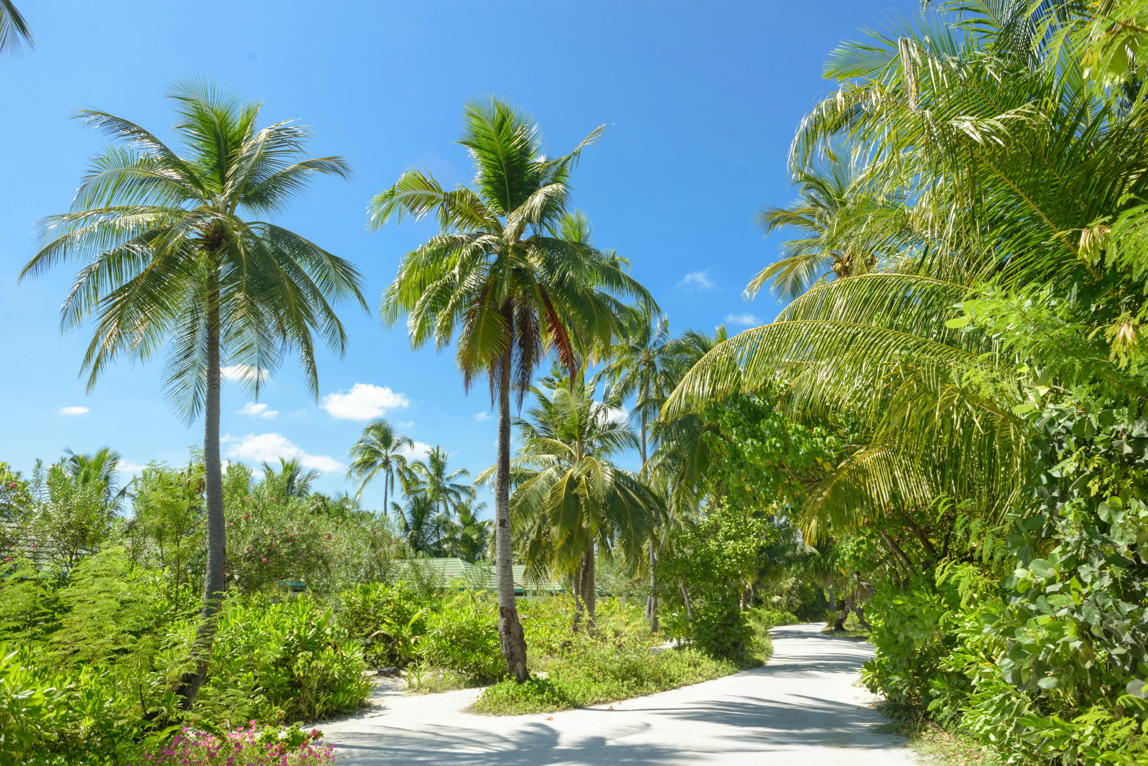 there is a small road through the jungle