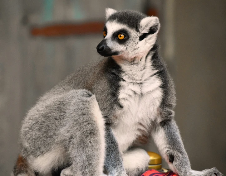 a baby lemurian sitting on top of a bottle