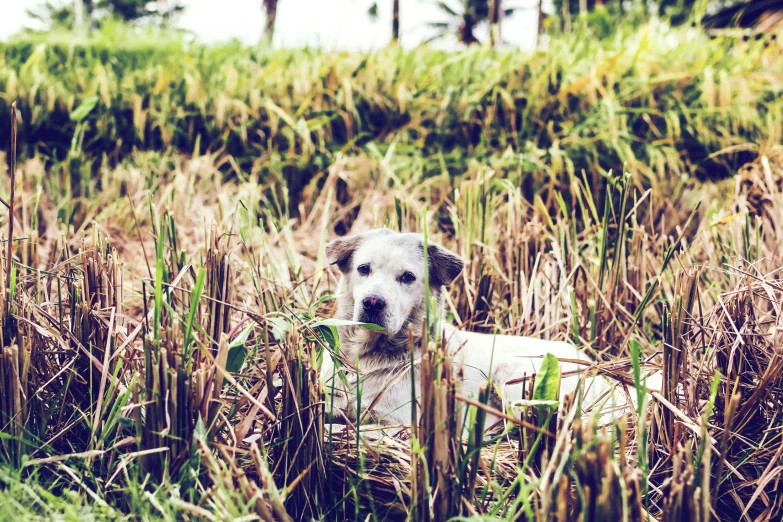 the dog is laying in tall grass looking for a treat