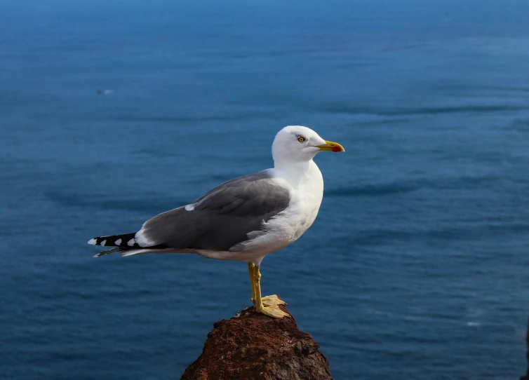 a close up of a seagull on a rock