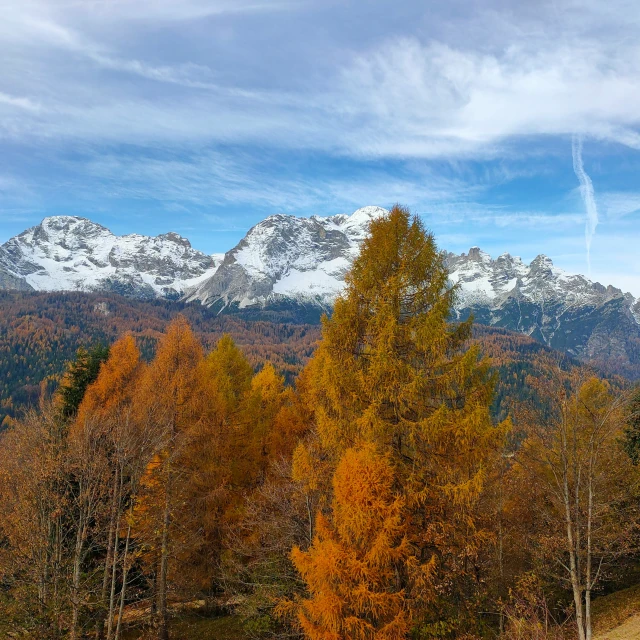 a group of trees with snow on the tops