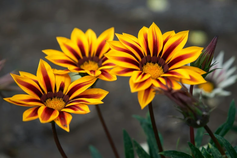 three yellow and red flower buds near another flower