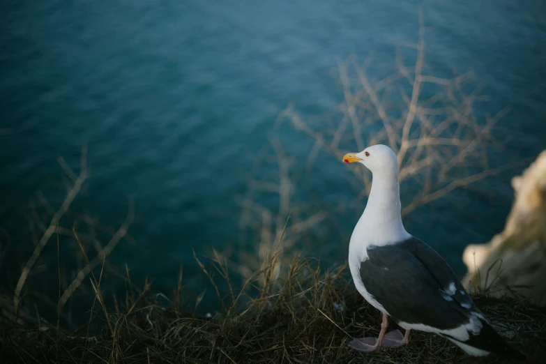 the bird has an orange beak and white head