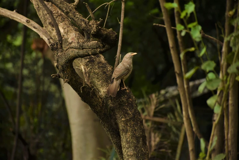 an adult bird in a tree next to forest