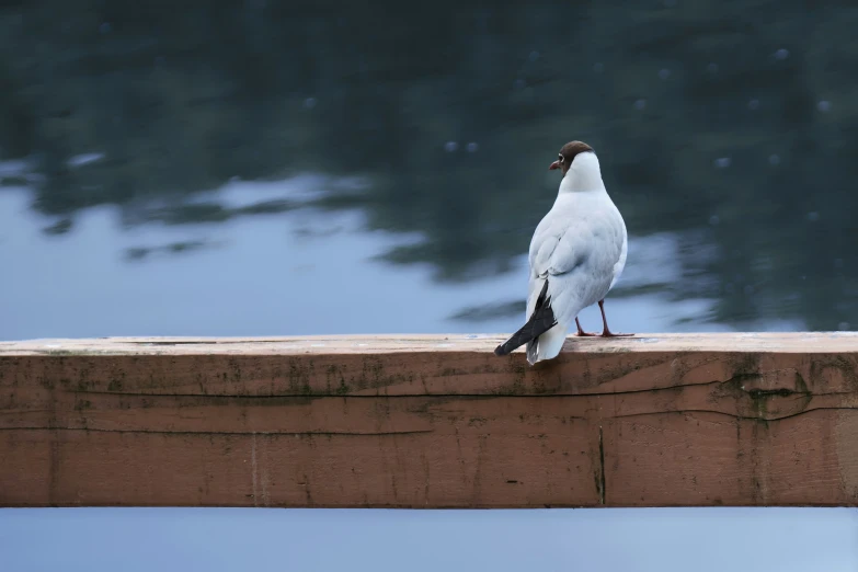 a pigeon is standing on a wall near water