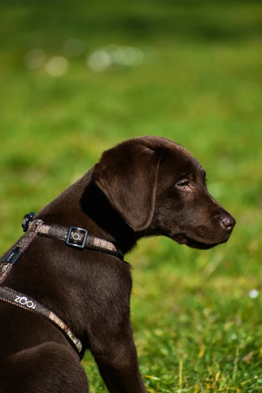 a large brown dog with a collar is sitting on the grass