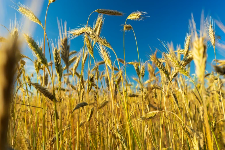 a field that has a bunch of wheat growing in it