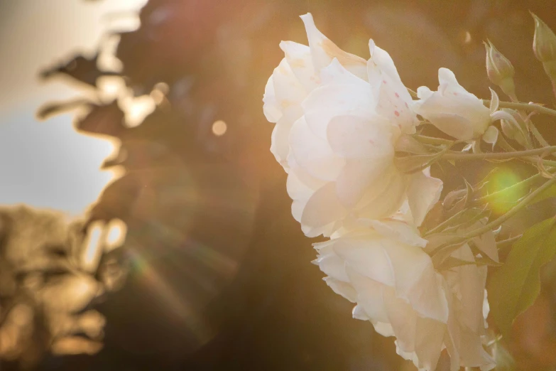 a white flower sits in front of the sun