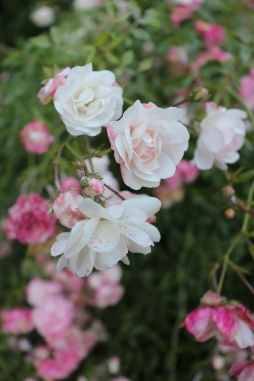 a close up of white and pink flowers