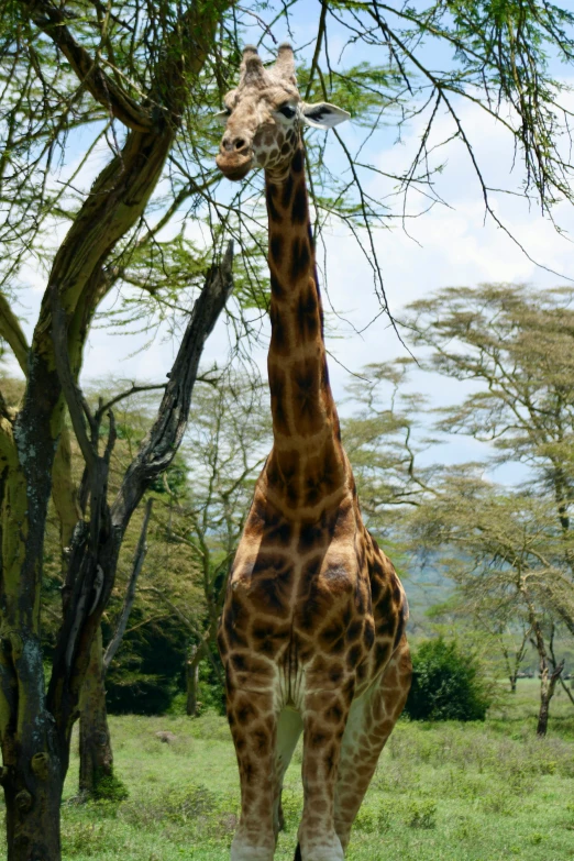 a giraffe that is standing under a tree