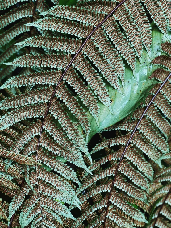 a large fern plant with white and brown leaves