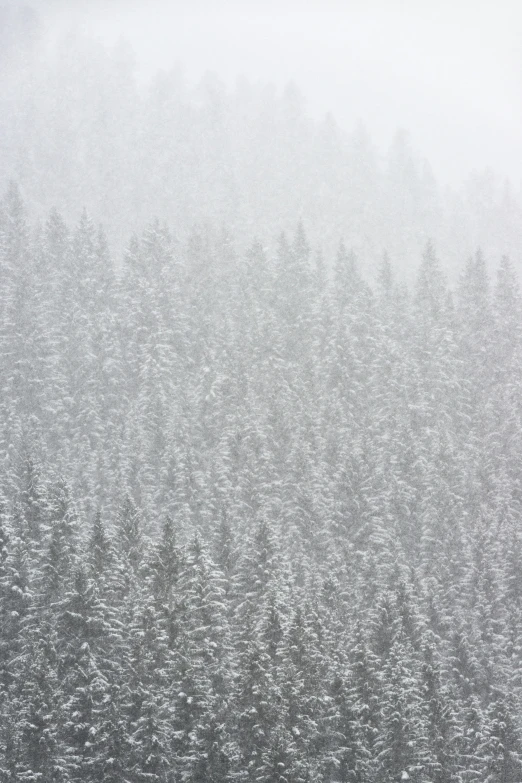 a white fog covering a small amount of trees