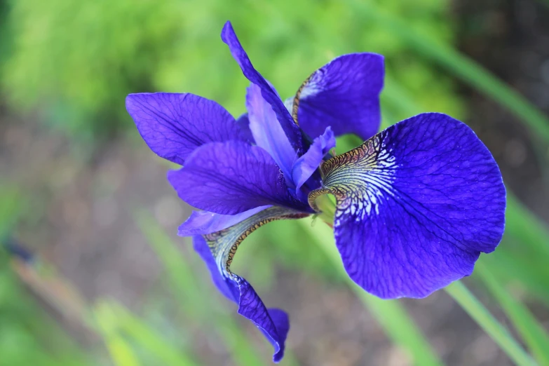 a purple flower has green stems in the background