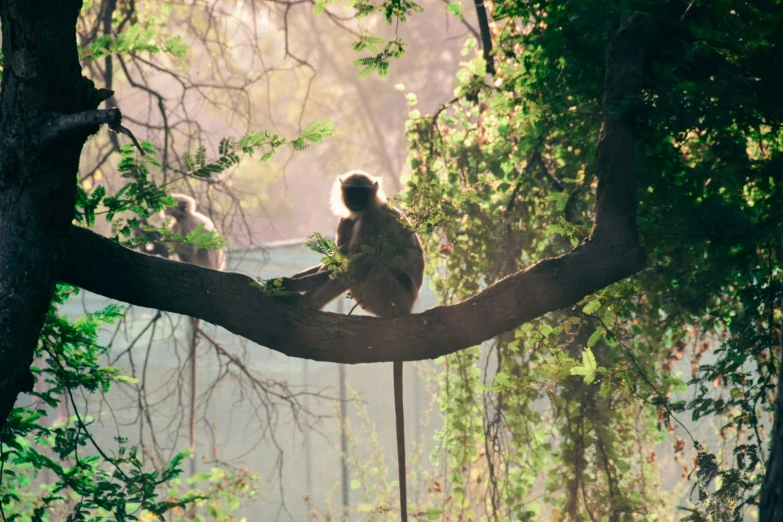 a monkey sitting on a nch with leaves