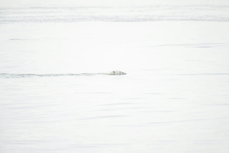 an animal swimming in a lake surrounded by water