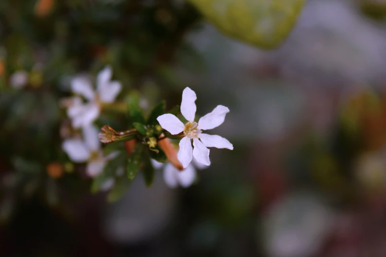 the white flower has been blooming very fast