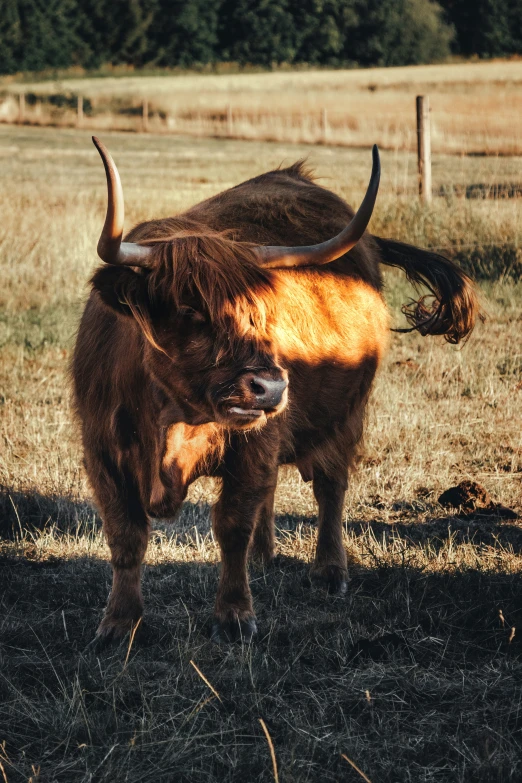 a longhorn bull is standing alone in the grassy field