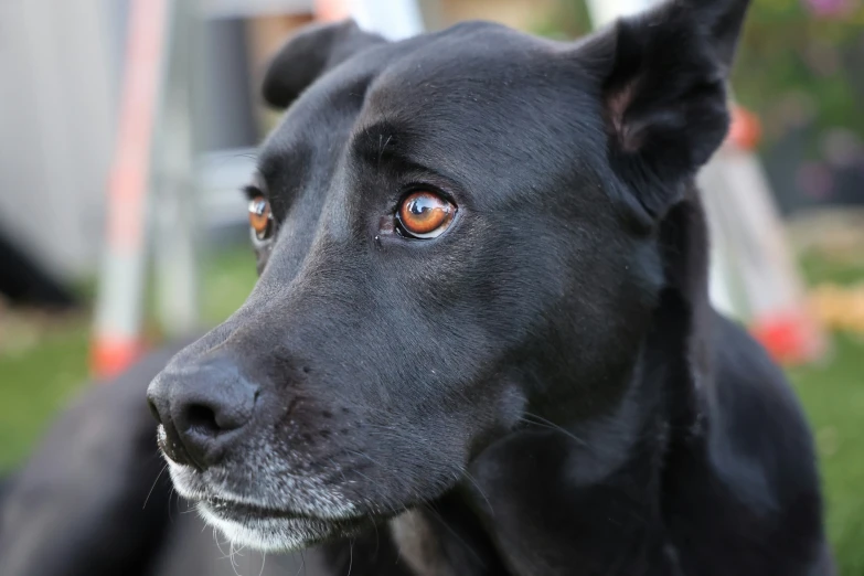 a close - up of a black dog with orange eyes