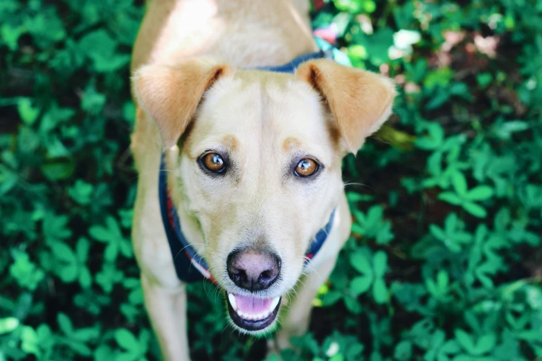 a dog with a blue leash looks into the camera