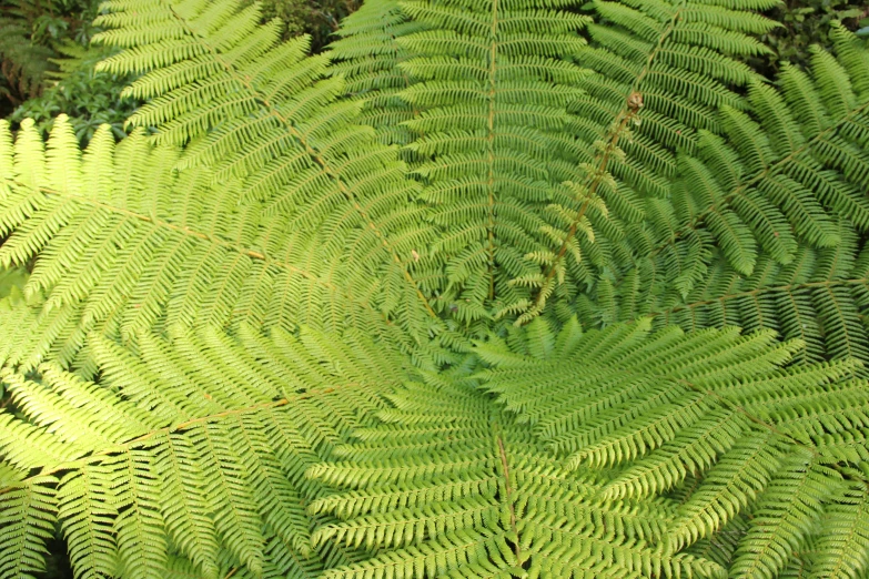 green ferns with thick leaves spread over them