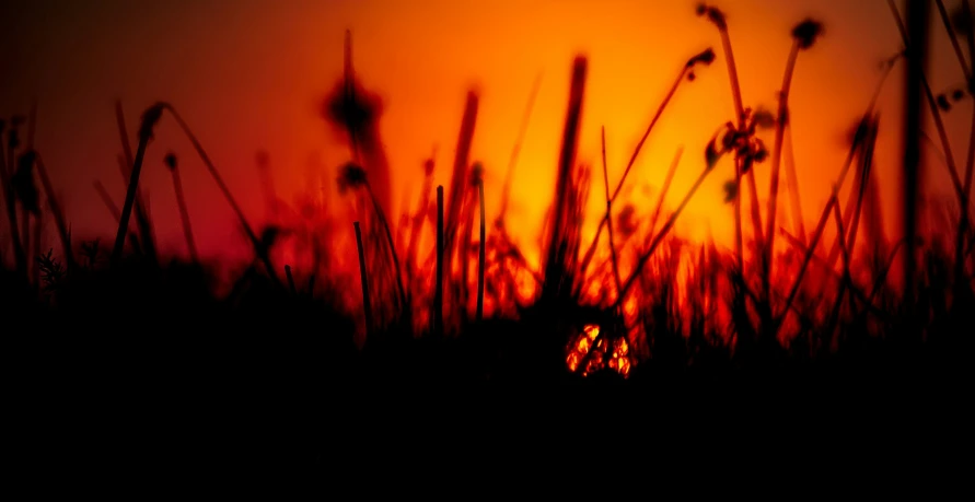 the sun is setting over a field with tall grass