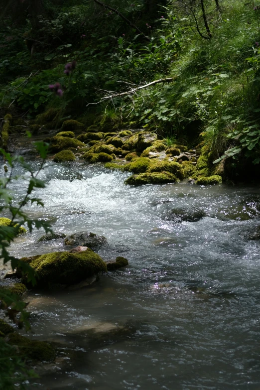 a small stream flows through a lush green forest