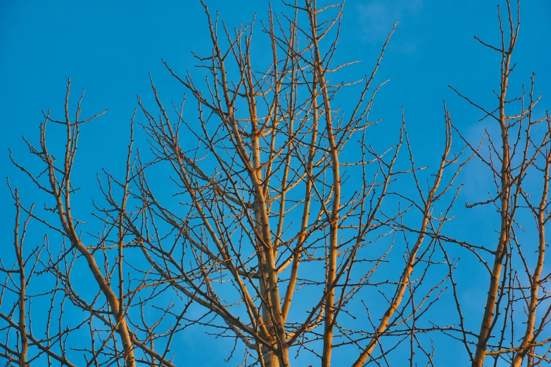 a bare tree nch with small yellow birds perched on top