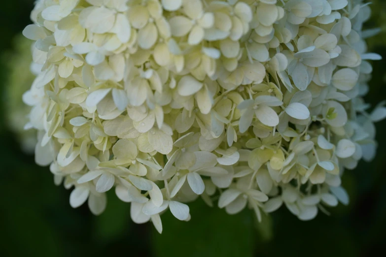 flowers, like this white hydrant are abundant