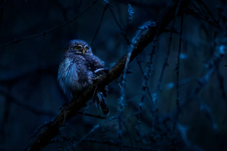 an owl perches on a nch in the dark