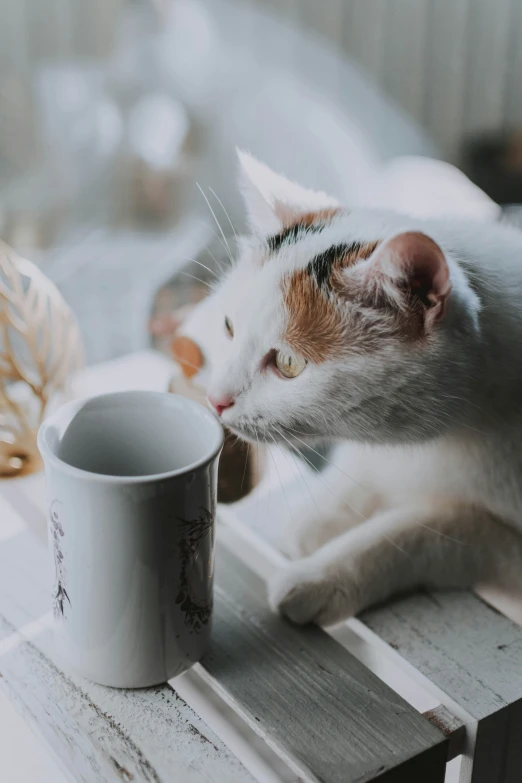 a cat sitting on the edge of a bench next to a cup