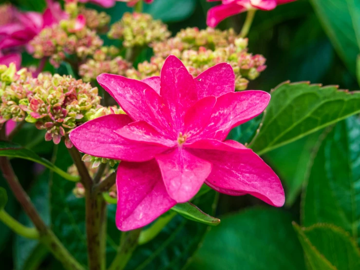 closeup of the pink flowers are blooming