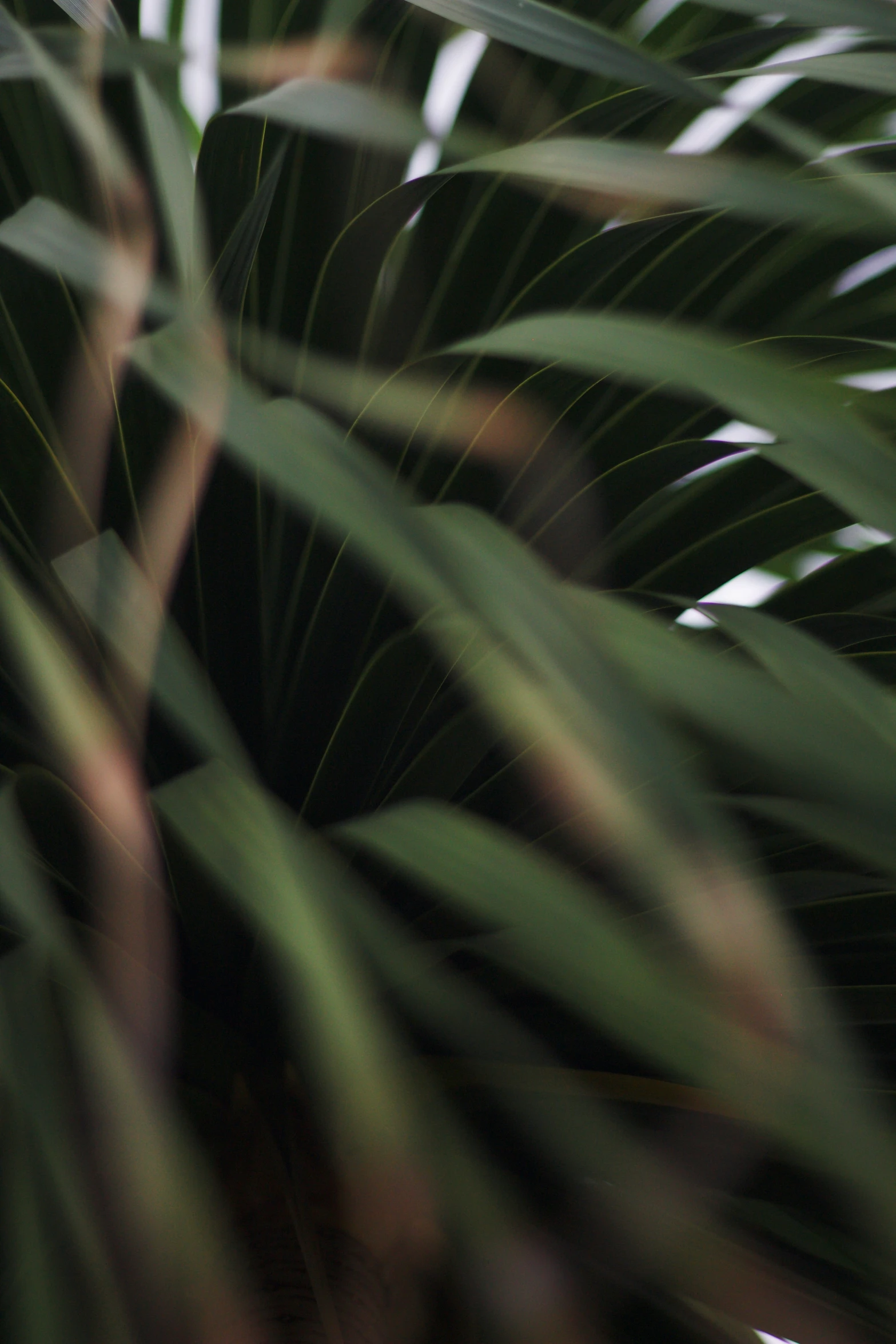 green plant leaves, close up on a clear day