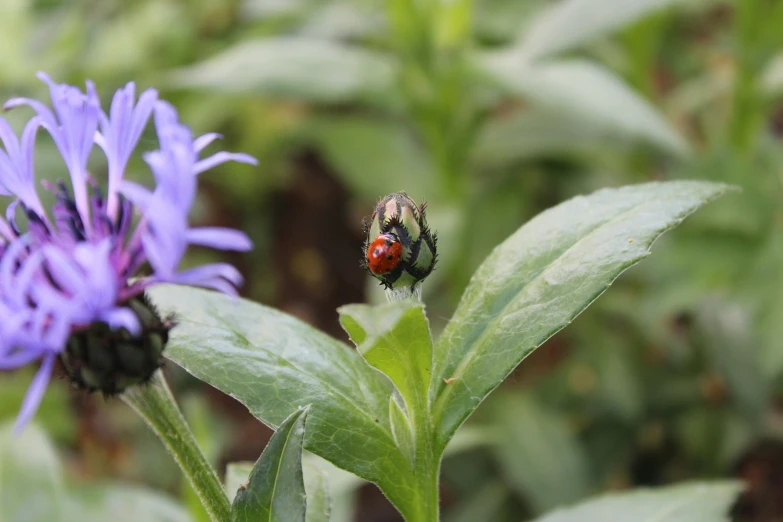 a bug sits on a flower next to another plant