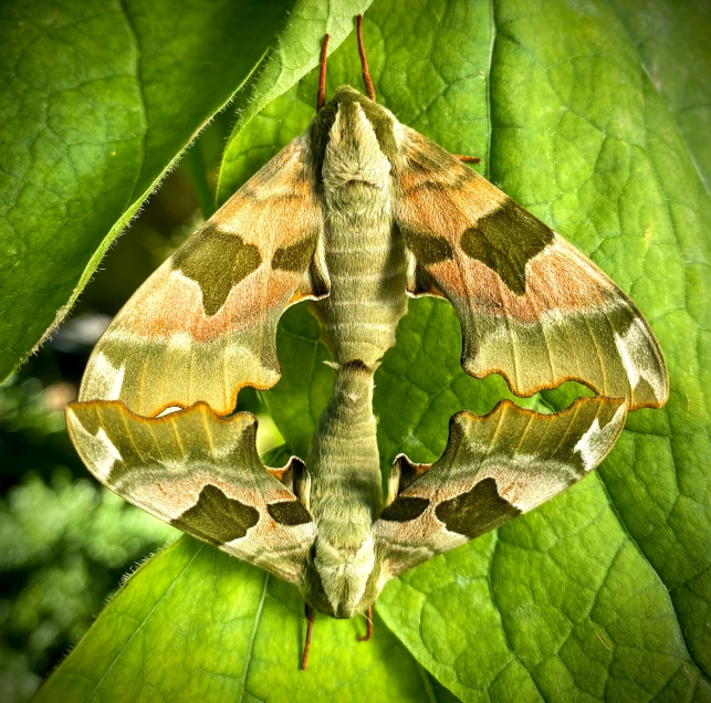 close up image of a erfly on a leaf