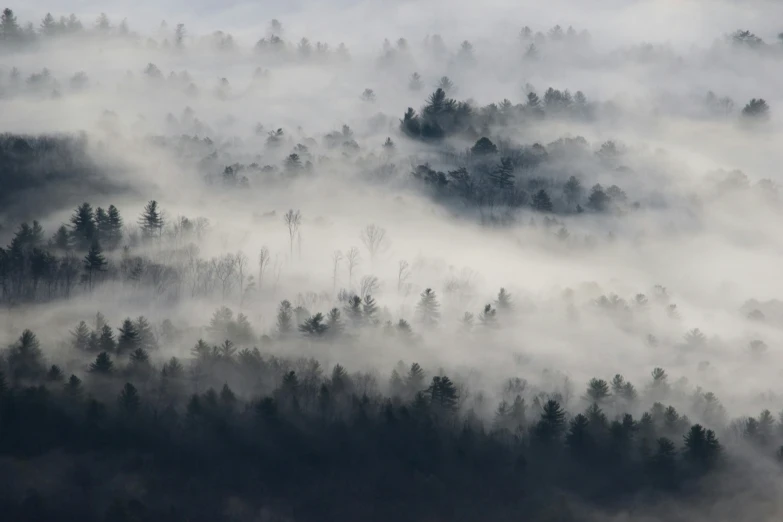 fog is covering the mountain tops in a forest