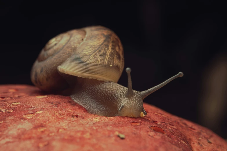 a snail is standing on top of a red ball