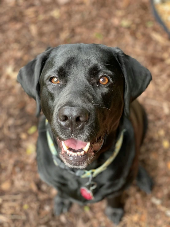 a dog looking up and panting while sitting in dirt