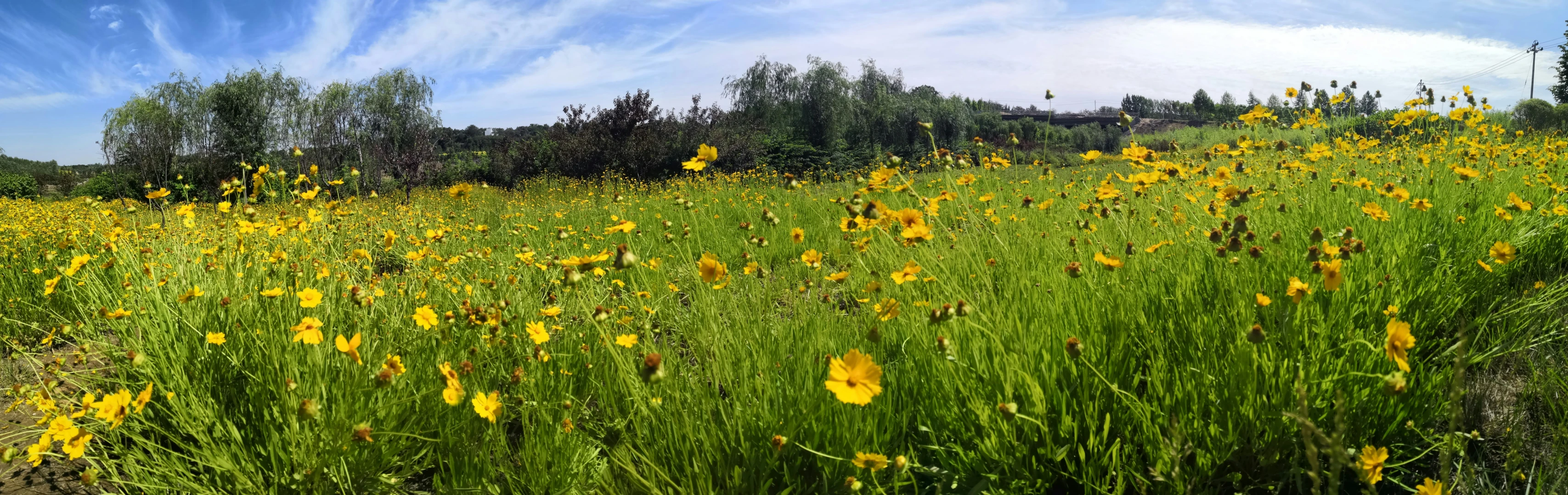 a grassy field with yellow flowers under a blue sky